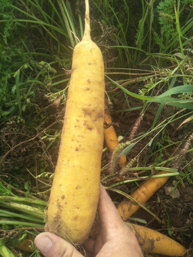 黄萝卜