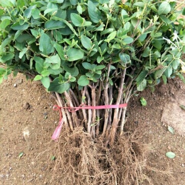 提供优质山东金银花种苗，品种，货源充足，大量供应保质保量