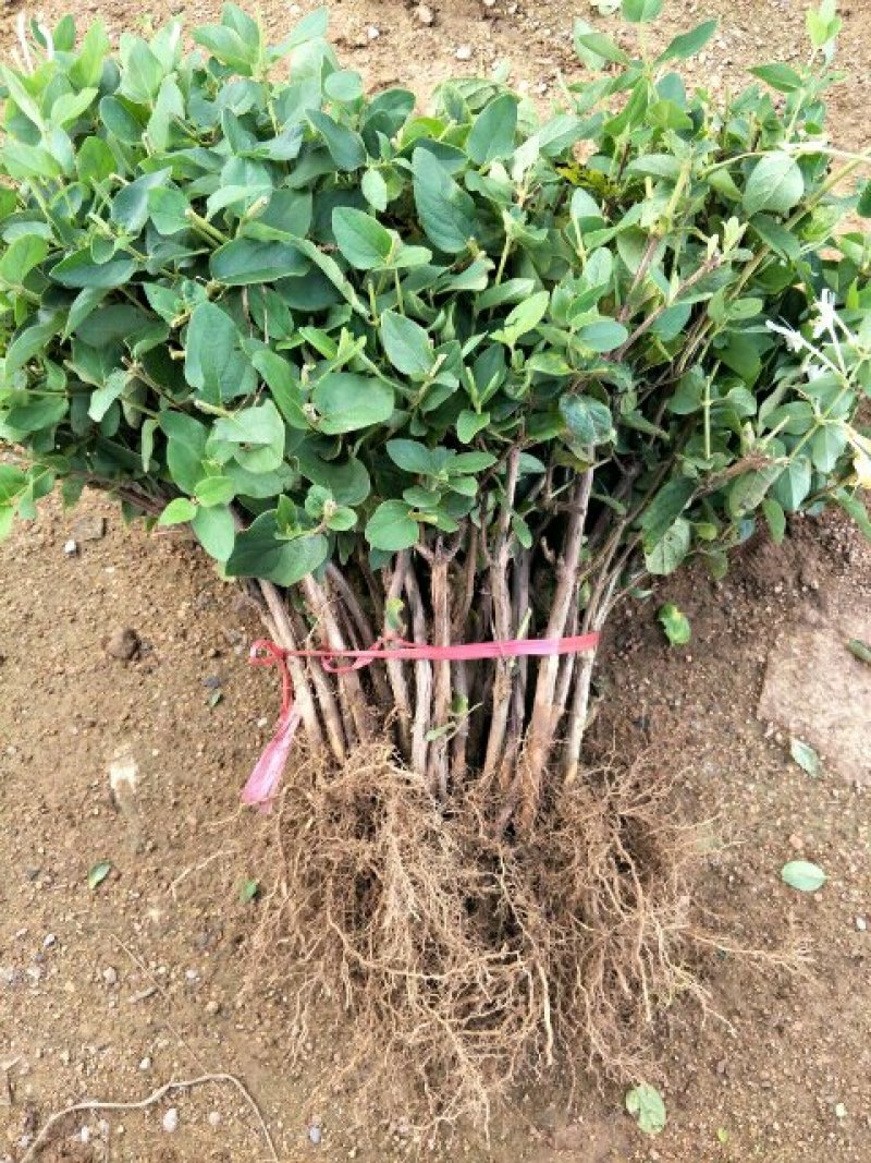 提供优质山东金银花种苗，品种，货源充足，大量供应保质保量