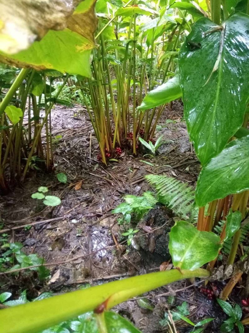 干草果