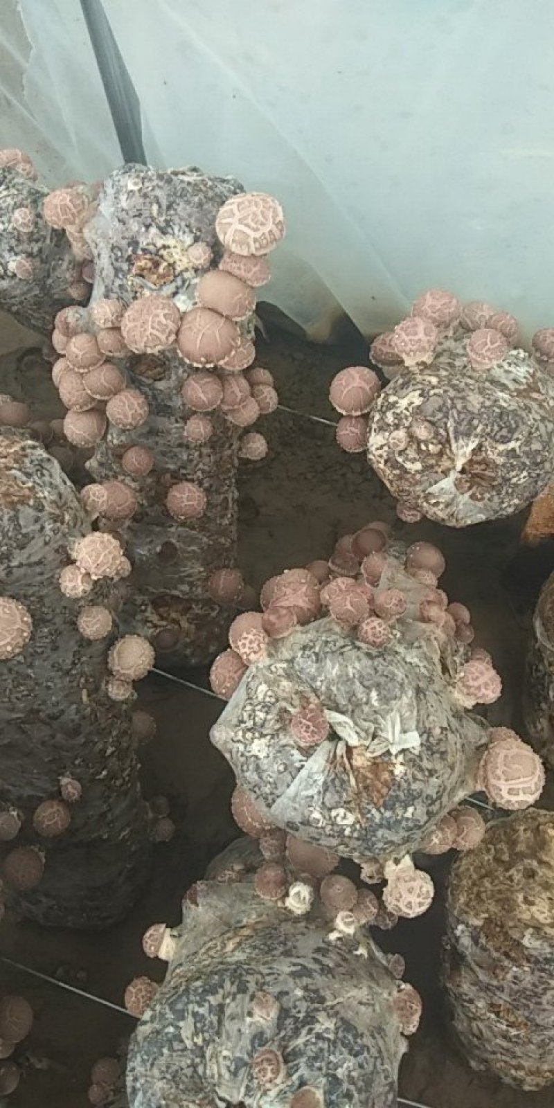香菇菌种