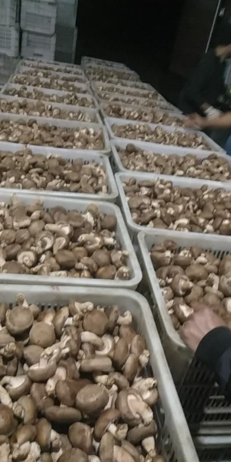 香菇菌袋