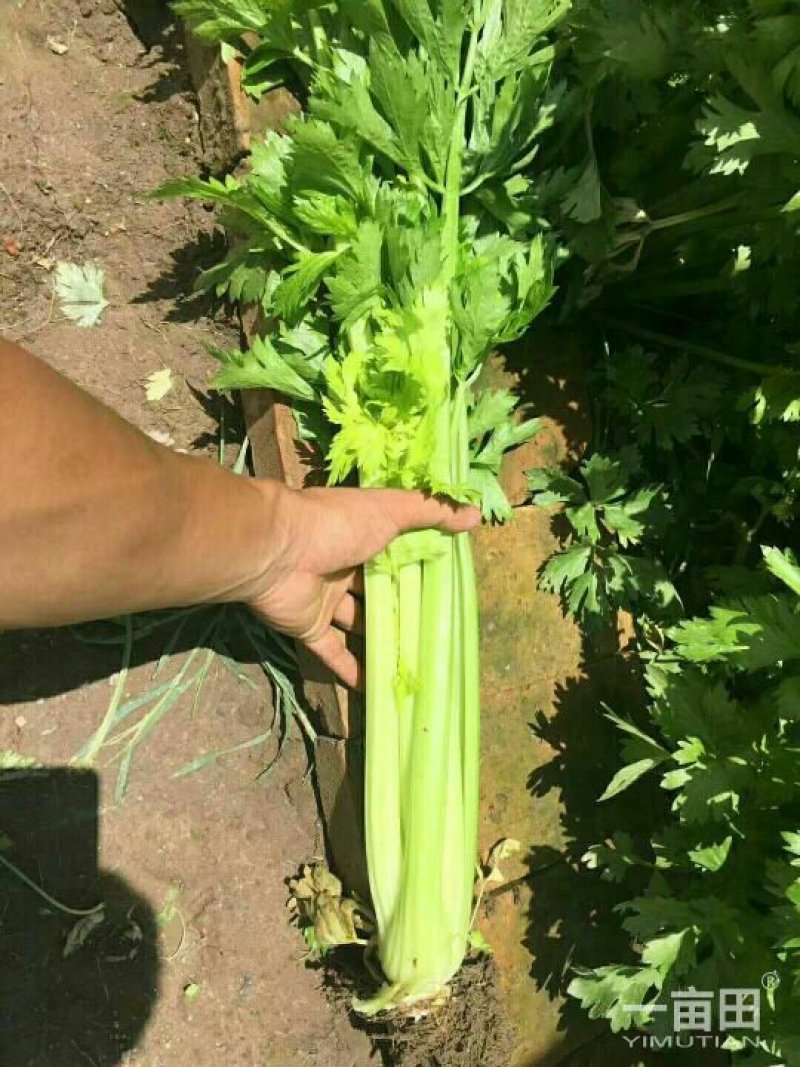 西芹