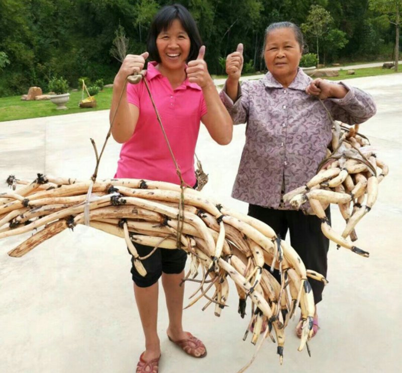 封开龙潭藕