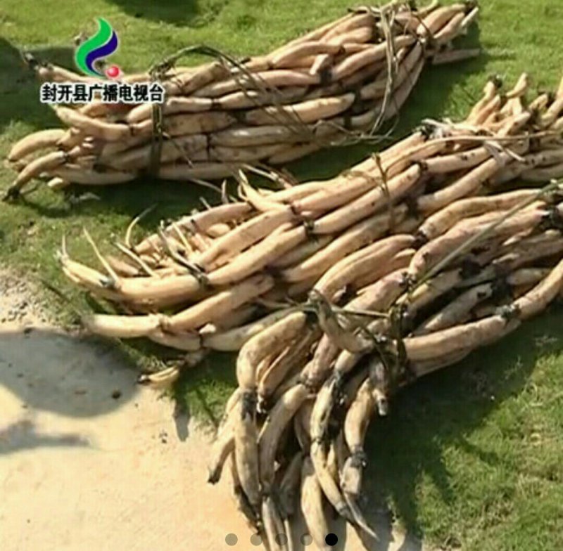 封开龙潭藕