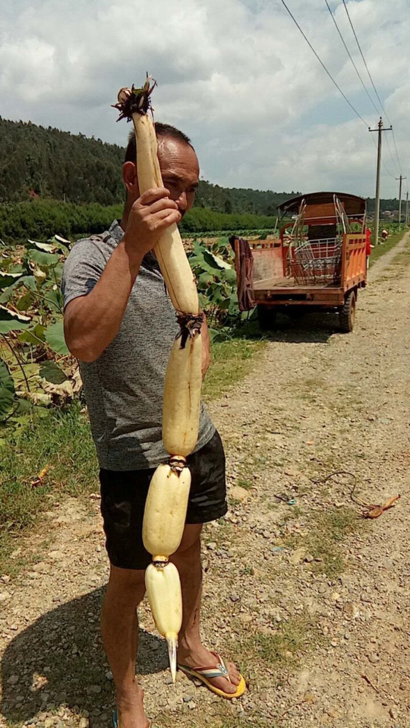 有300亩莲藕地希望合作种植其他经济作物有意者电话联系1