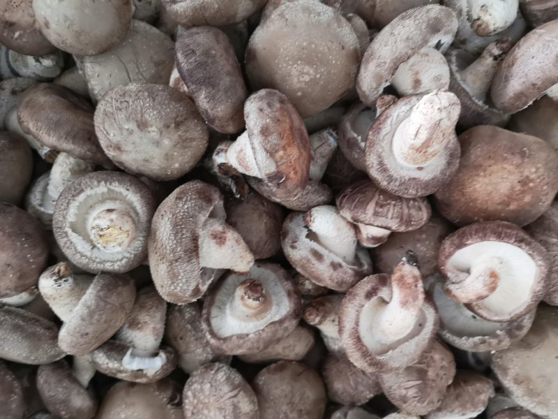 鲜香菇