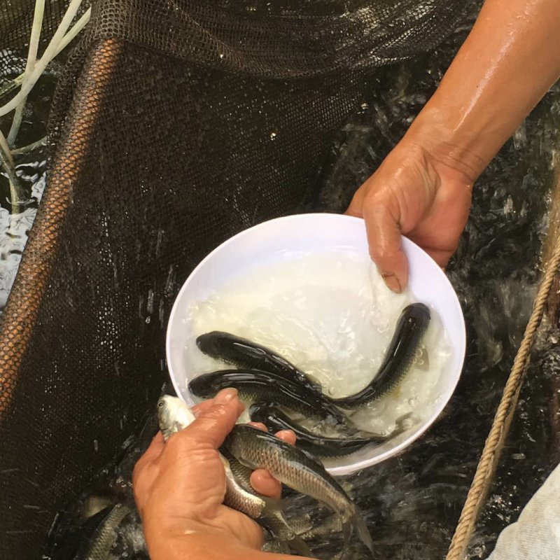 草鱼苗鲩鱼苗