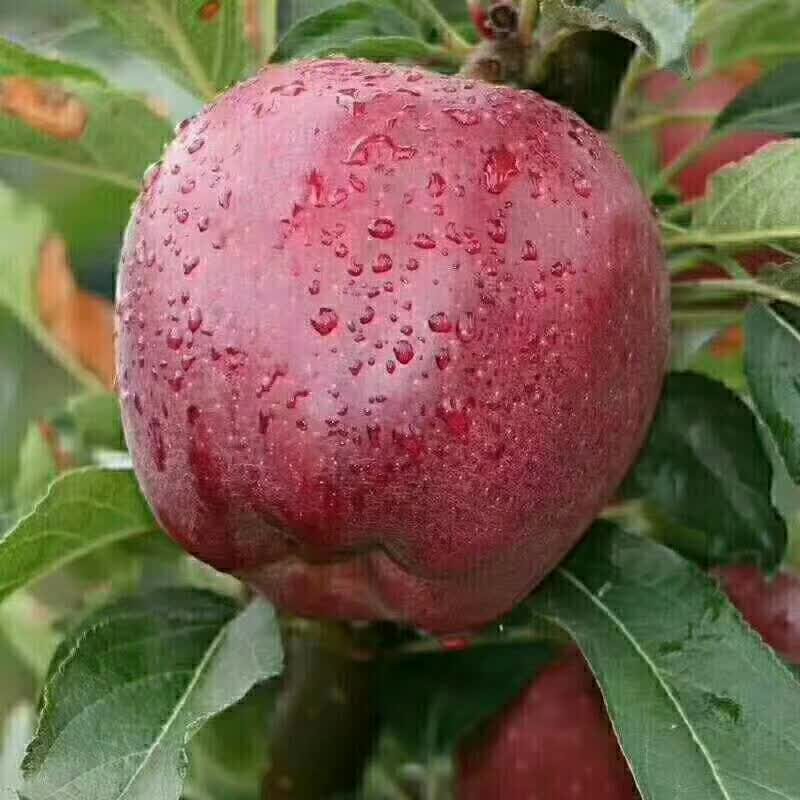 以前你吃苹果🍎：果农——收购商——运输——水果贩——