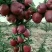 以前你吃苹果🍎：果农——收购商——运输——水果贩——