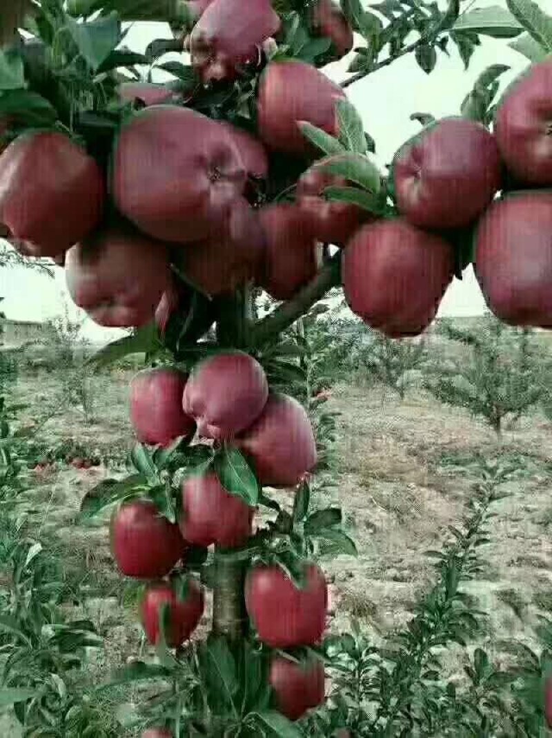以前你吃苹果🍎：果农——收购商——运输——水果贩——
