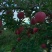 以前你吃苹果🍎：果农——收购商——运输——水果贩——