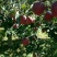 以前你吃苹果🍎：果农——收购商——运输——水果贩——