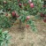 以前你吃苹果🍎：果农——收购商——运输——水果贩——