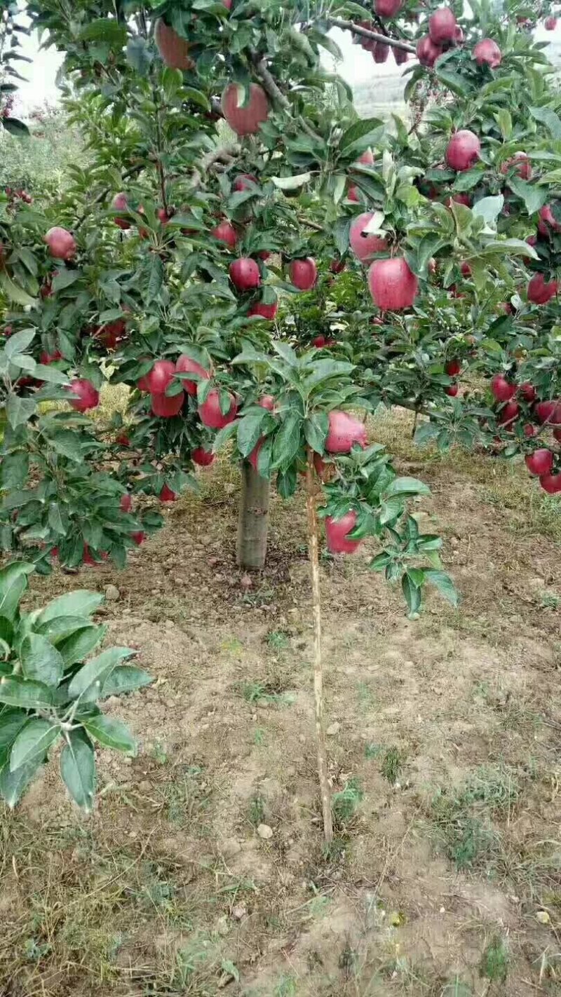以前你吃苹果🍎：果农——收购商——运输——水果贩——