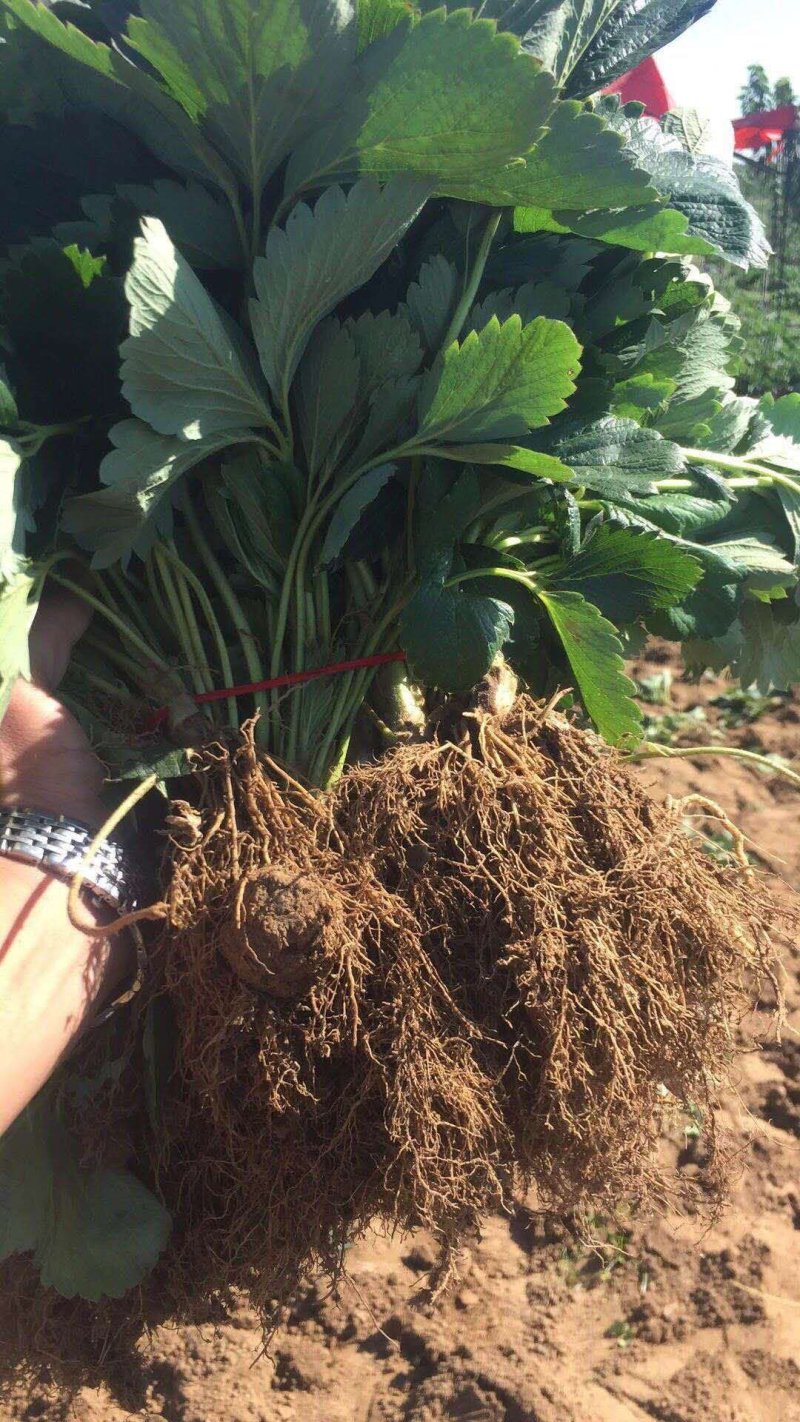 章姬草莓苗奶油草莓穴盘苗生产苗包成活包品种