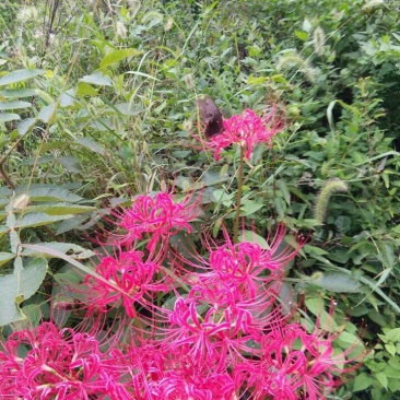 石蒜！彼岸花