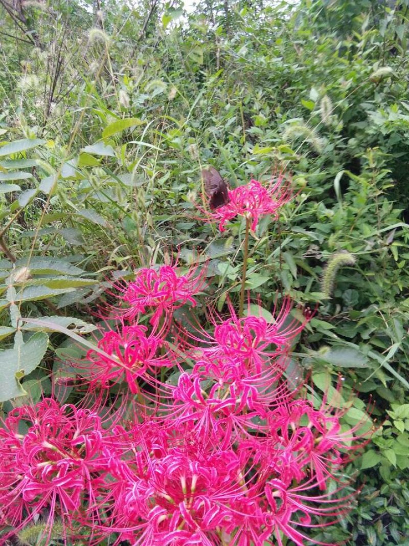 石蒜！彼岸花