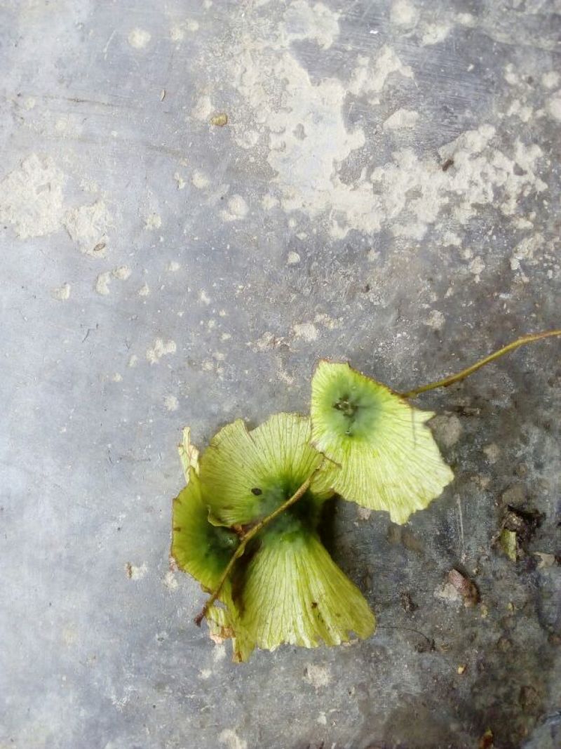 摇钱树籽