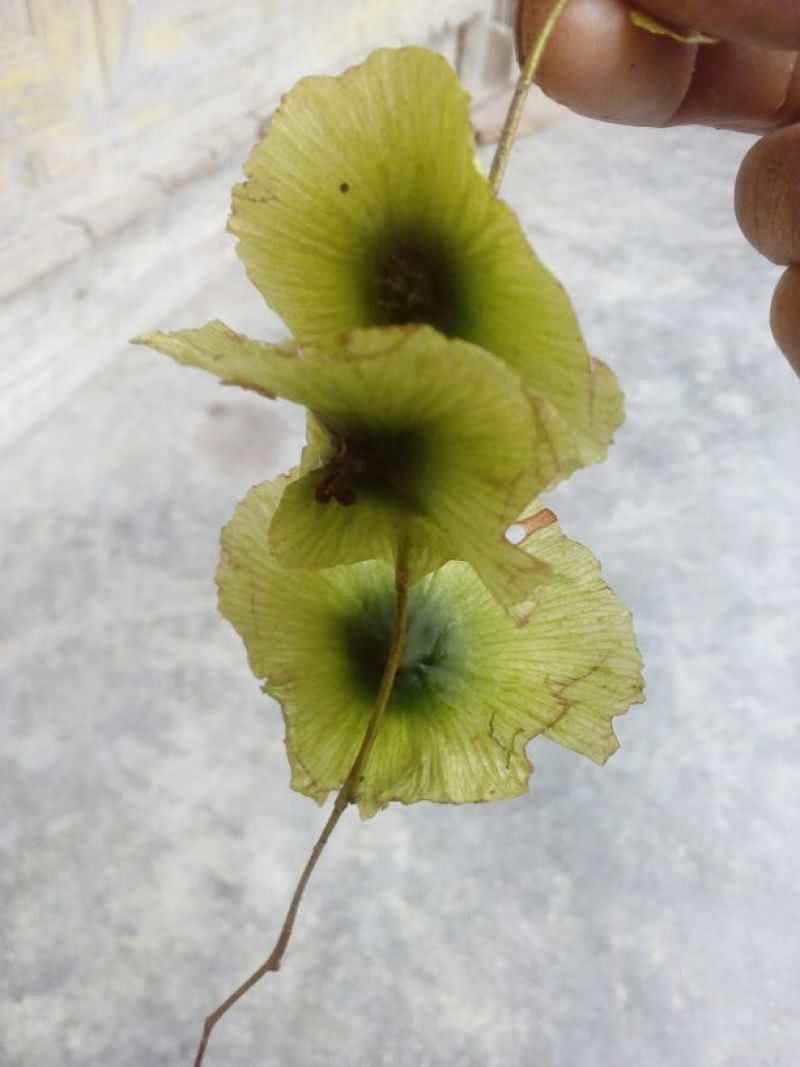 摇钱树籽