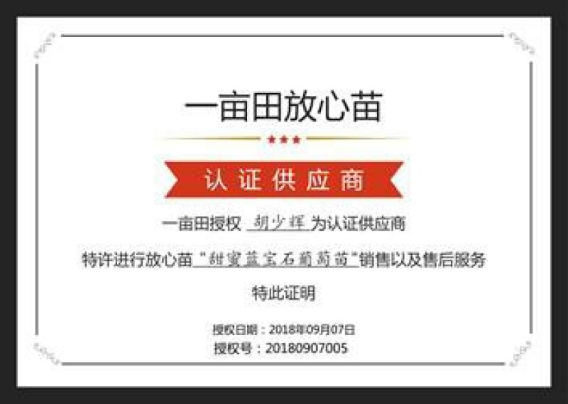 蓝宝石葡萄苗阳光玫瑰妮娜皇后秋天清脆保纯度