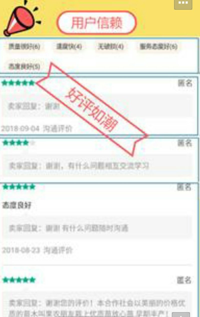 蓝宝石葡萄苗阳光玫瑰妮娜皇后秋天清脆保纯度
