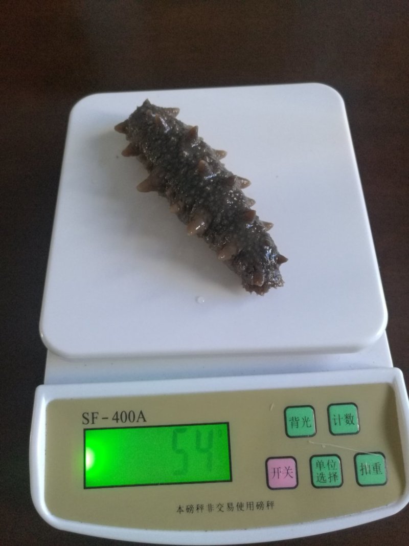 黑海参
