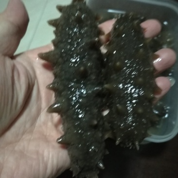 黑海参