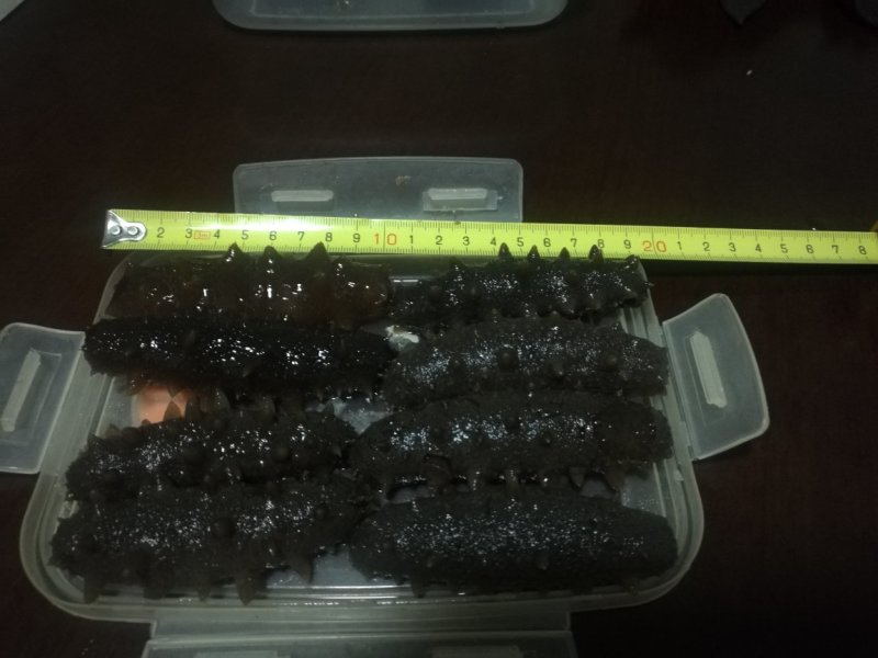 黑海参