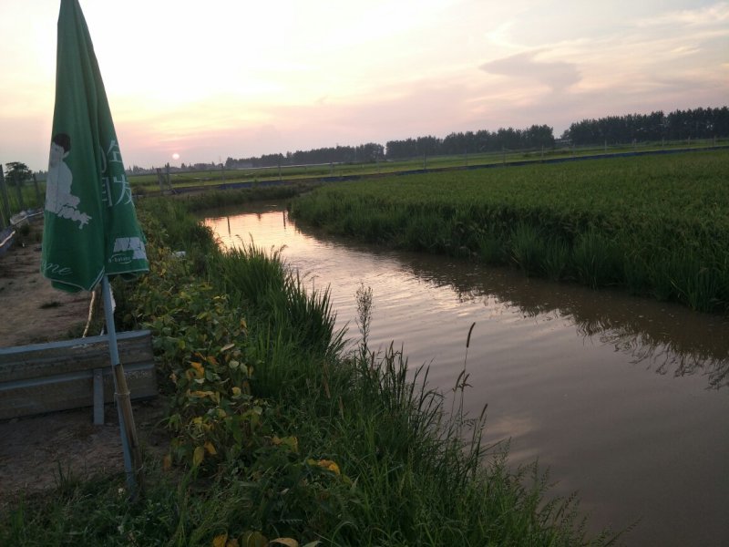 鳖香稻