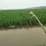 鳖香稻