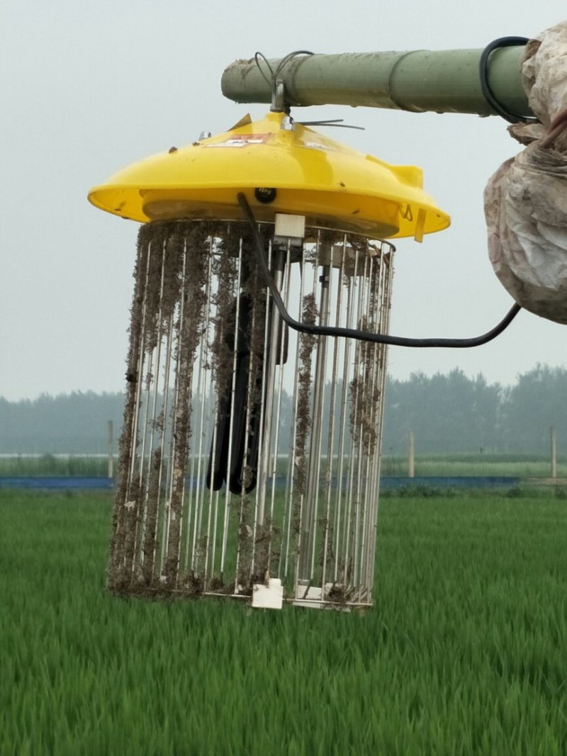 鳖香稻