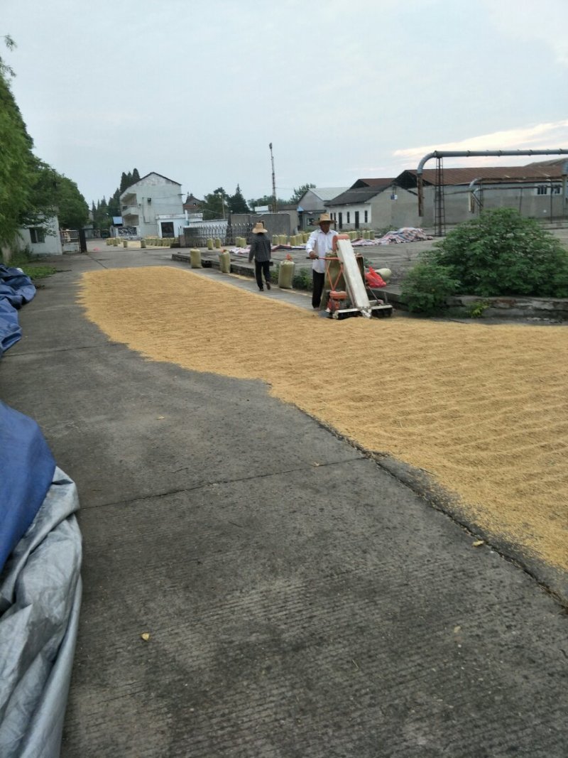 鳖香稻