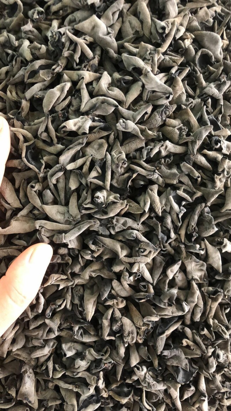 阿尔山野生小黄蘑