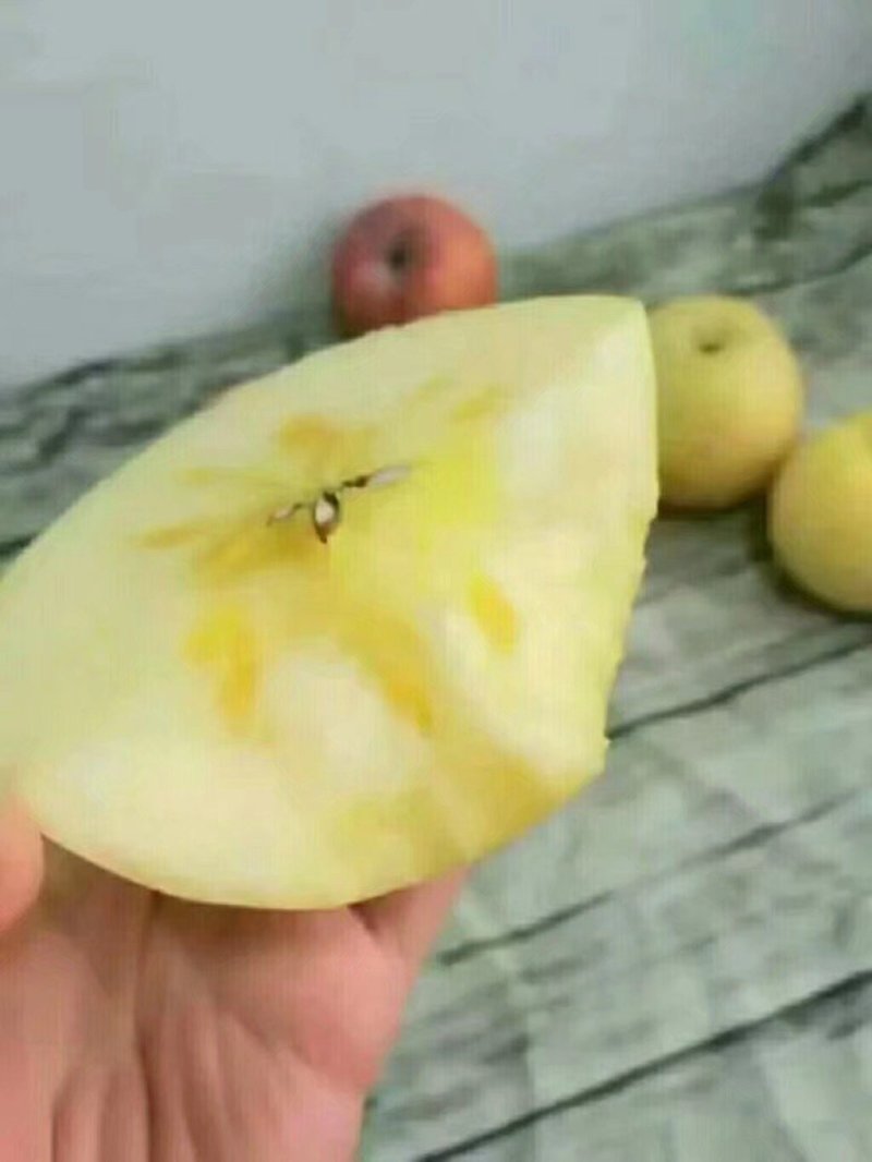 膜袋富士