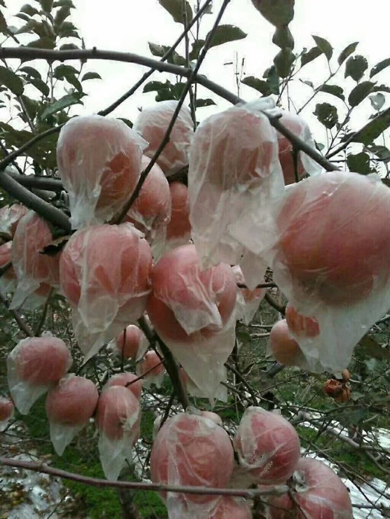 膜袋富士