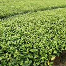 大量开始出售各类福鼎大白茶苗，蒙山9号茶苗，安吉白茶苗，