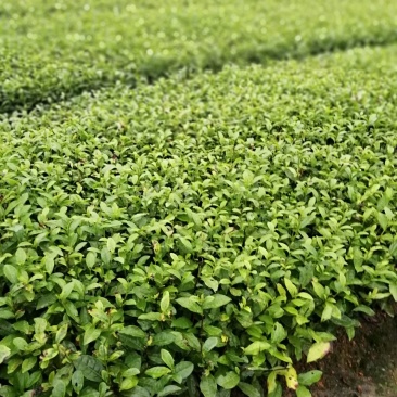 大量开始出售各类福鼎大白茶苗，蒙山9号茶苗，安吉白茶苗，