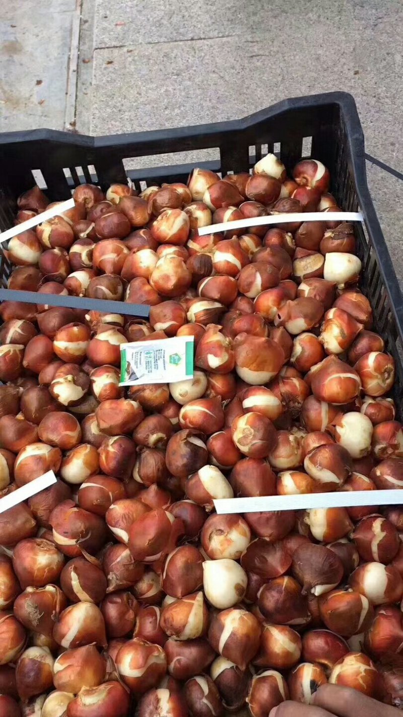 荷南进口郁金香种球批发价格