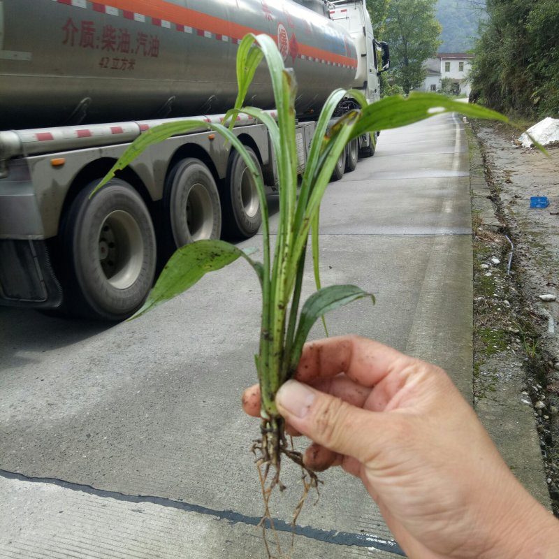 吉祥草