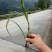 吉祥草