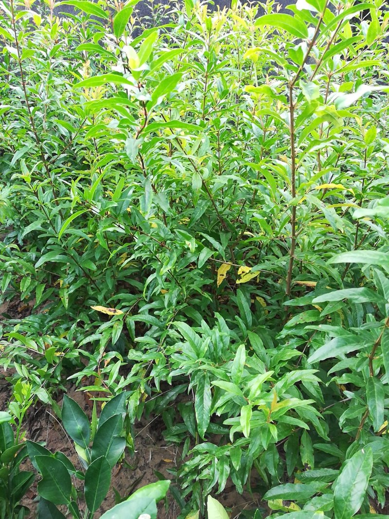 石榴树苗突尼斯滴水红软籽石榴树苗，品种纯真技术指导