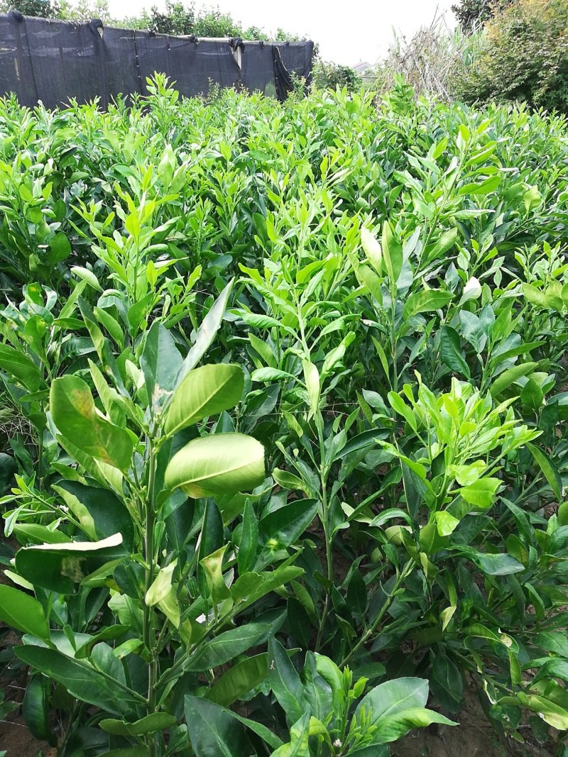 柚子树苗红心蜜柚苗红肉琯溪蜜柚苗，嫁接苗根须发达存