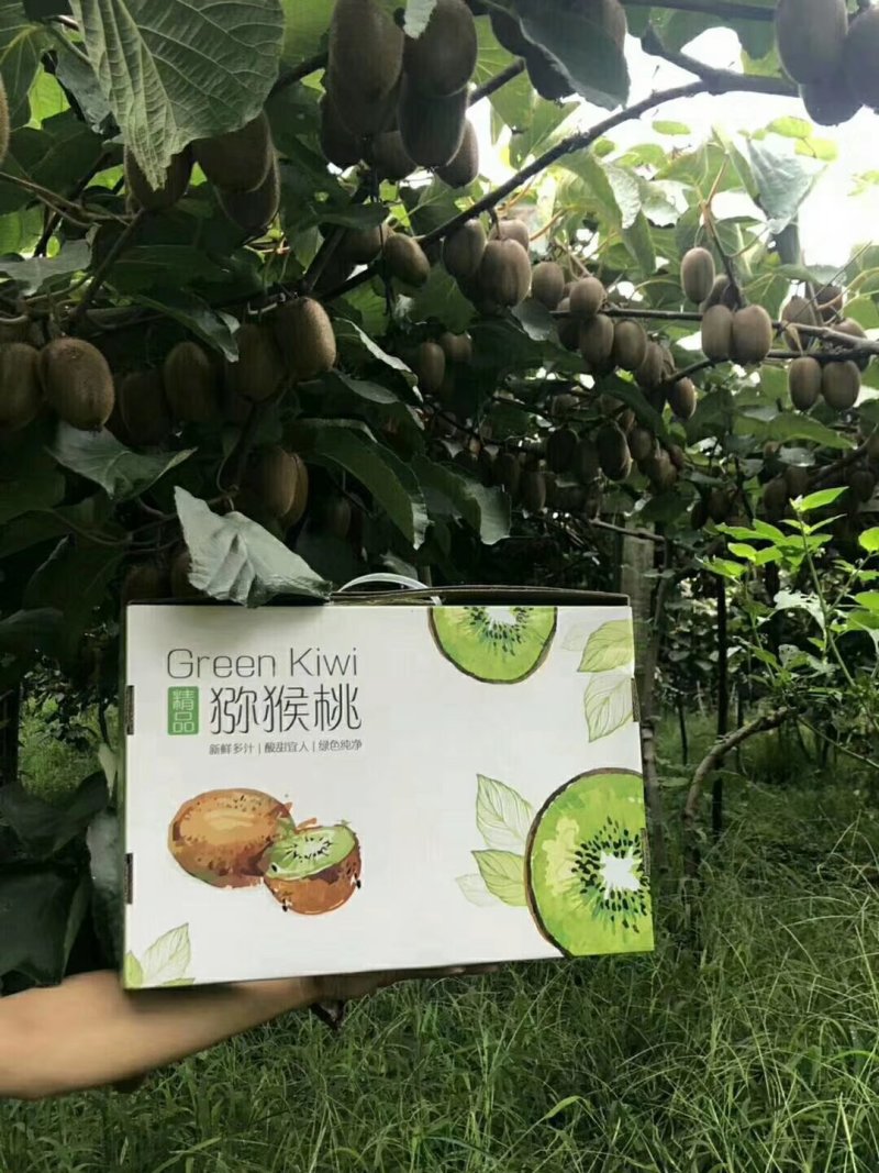 礼合猕猴桃礼品装招代理微商各大电商平台