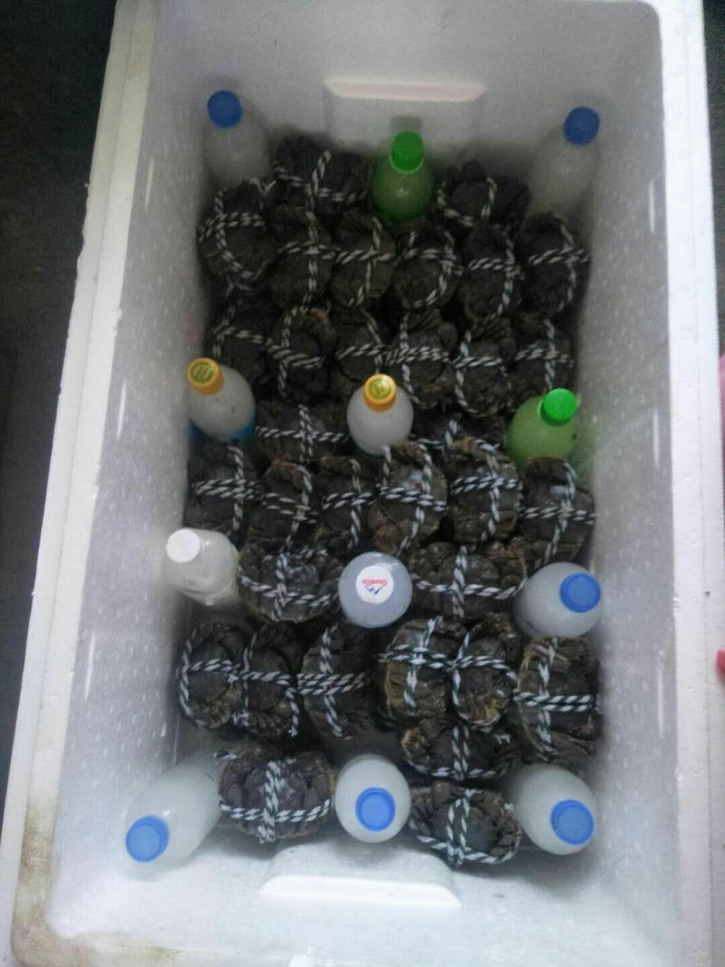 盘锦大闸蟹礼盒装，诚招代理商，微商，