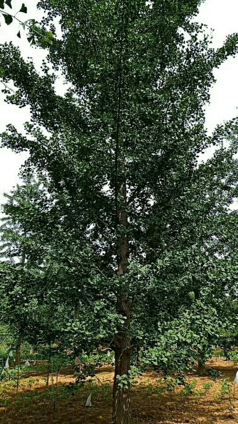 银杏树