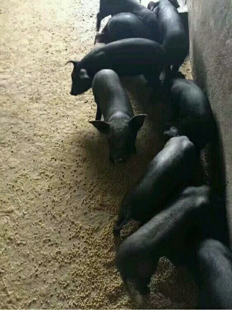 《推荐》山东猪场育肥沂蒙黑，黑土猪，视频看猪，代发全国