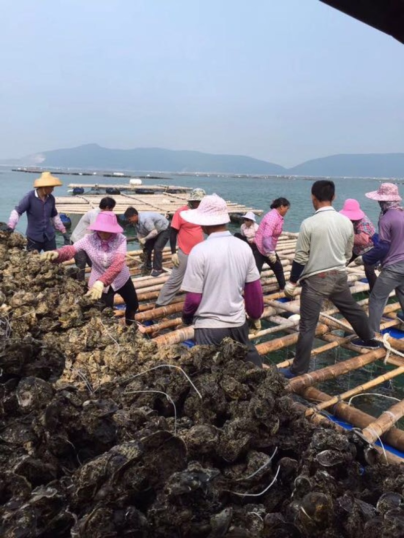 《产地直供》湛江台山生蚝，常年供应，规格齐全，全国发货