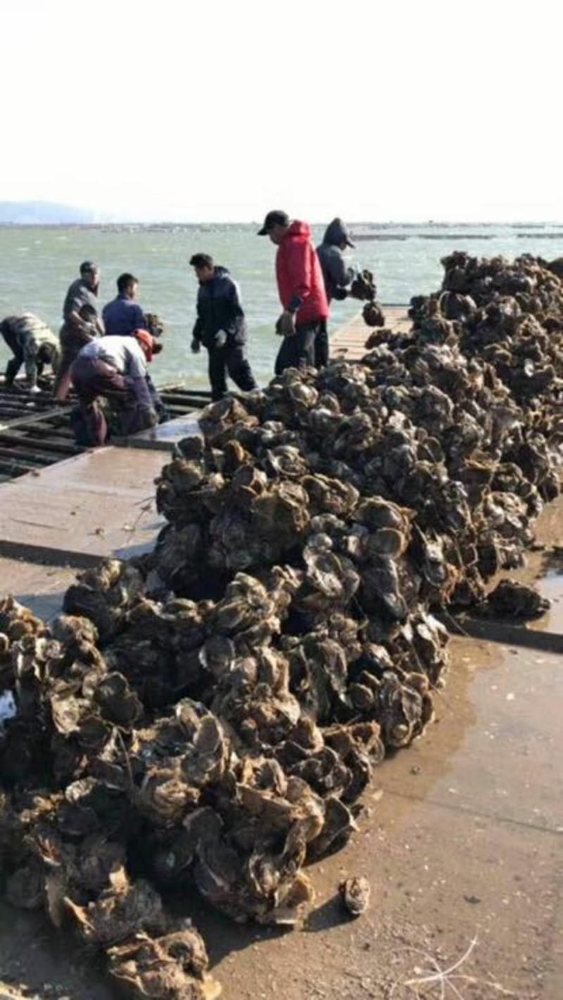 《产地直供》湛江台山生蚝，常年供应，规格齐全，全国发货