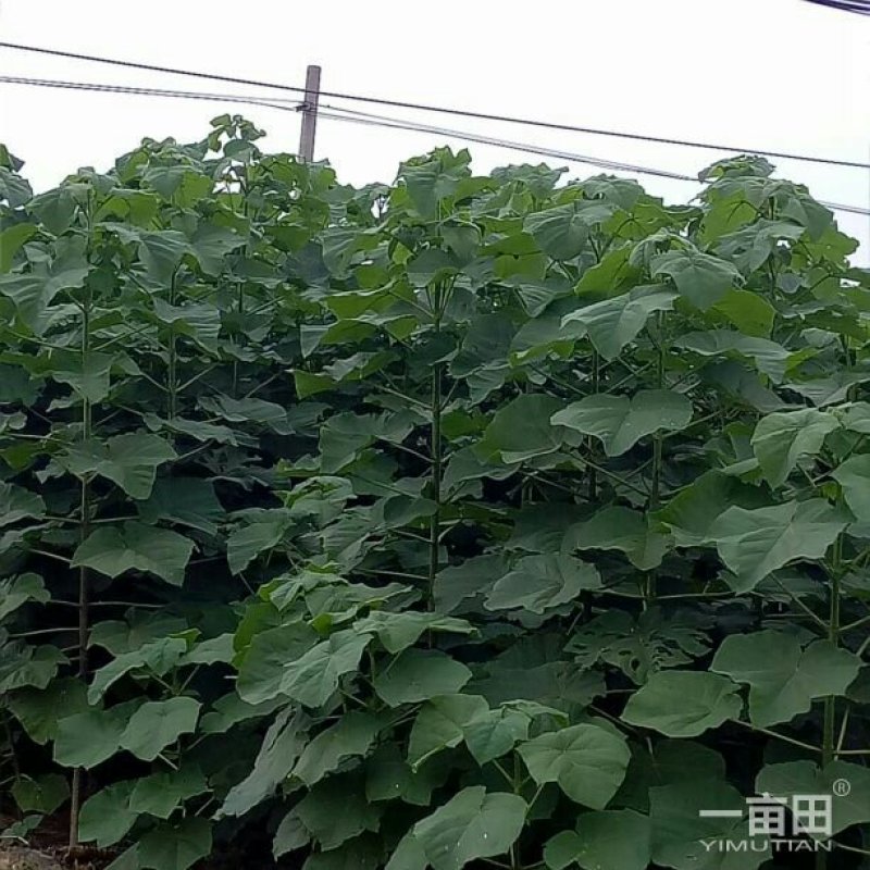 9501杂交泡桐